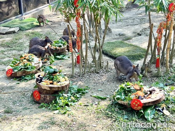 ▲壽山動物園在除夕夜舉辦圍爐宴，沼林袋鼠是座上賓。（圖／記者許宥孺翻攝）