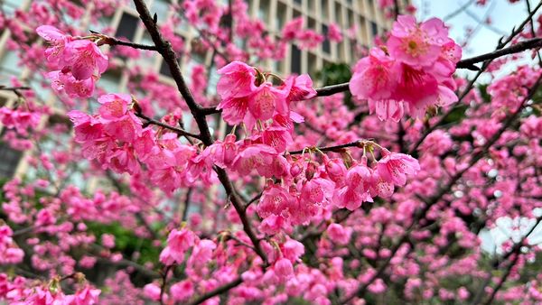 新北|走春必走汐止康誥坑溪　濃桃紅「夜櫻」搶先曝光 | ETtoday地方新聞 | ETtoday新聞雲