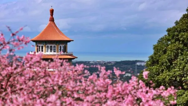 ▲侯友宜初四走春浪漫賞花 淡水天元宮櫻花綻放吸人潮。（圖／新北市景觀處提供）