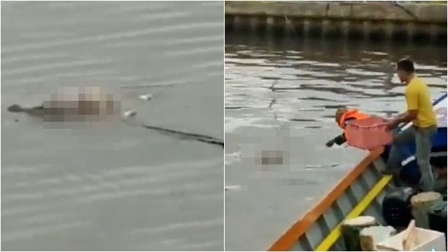 ▲▼印尼4歲男童溺斃，2天後鱷魚把遺體揹回來。（圖／翻攝推特）