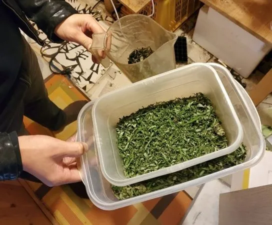 ▲▼南韓檢警破獲大麻吸食供應鏈，在歌手安某住處發現其種植的大麻。（圖／首爾中央地方檢察廳）