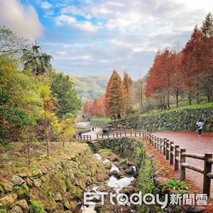 陽明山竹林小徑+落羽松刷異國感