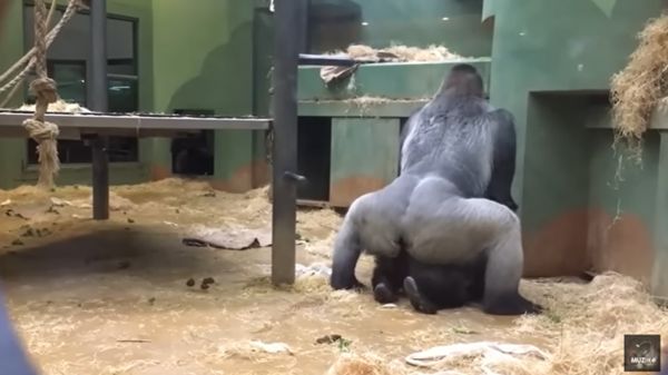 ▲▼外國某動物園一對大猩猩當眾交配。（圖／翻攝自YouTube／TrBeats NewMzk）