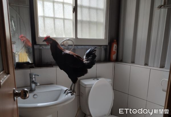 ▲廁所跑來「陌生母雞」高佔洗手台！　他嚇傻：還會跳到餐桌上。（圖／網友小白豬先生提供，請勿隨意翻拍，以免侵權。）