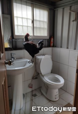 ▲廁所跑來「陌生母雞」高佔洗手台！　他嚇傻：還會跳到餐桌上。（圖／網友小白豬先生提供，請勿隨意翻拍，以免侵權。）