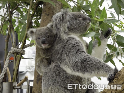 「男生宿舍」將滿住！動物園無尾熊館新成員現身　寶寶萌樣曝