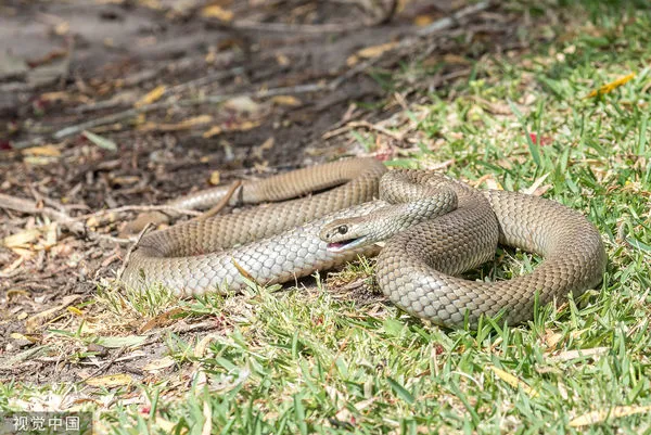 ▲▼東部棕蛇（Eastern Brown Snake）。（圖／CFP）