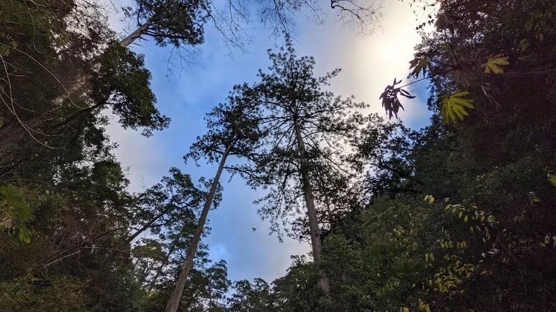 ▲▼農委會林業試驗所團隊發現台灣、也是東亞第1高樹「大安溪倚天劍」。（圖／徐嘉君提供）
