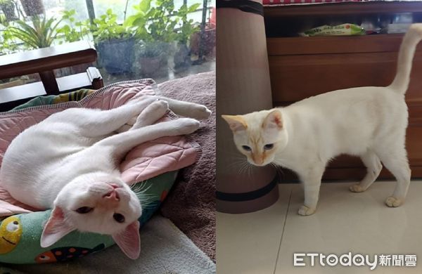 台灣|受夠白貓狂弄髒「身體變黃」　媽抓去洗澡超震撼：是不是偷漂白？ | ETtoday寵物雲&nbsp;| ETtoday新聞雲