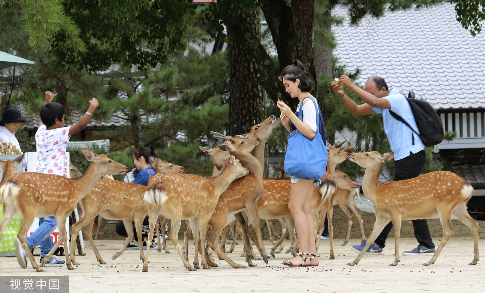 ▲▼ 日本奈良公園的鹿群,奈良鹿。（圖／CFP）