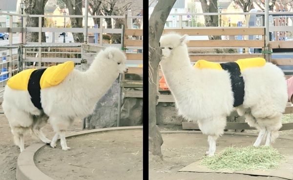 台灣|天氣太冷幫保暖　商場羊駝被包成「玉子燒壽司」來回走台步 | ETtoday寵物雲&nbsp;| ETtoday新聞雲