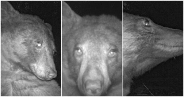 黑熊用動物相機，自拍了400張照片。（圖／翻攝Boulder OSMP推特）