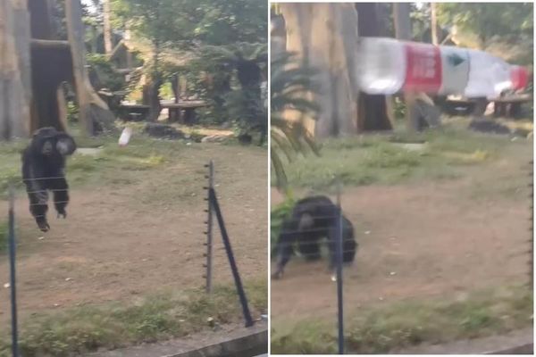 中國黑猩猩「猩球崛起」！丟水瓶教訓沒品遊客，直接命中砸爆正妹。（翻自臉書）