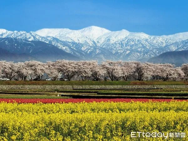 ▲北陸富山朝日町可以同時看到雪山與櫻花、油菜花美景。（圖／雄獅旅遊提供）