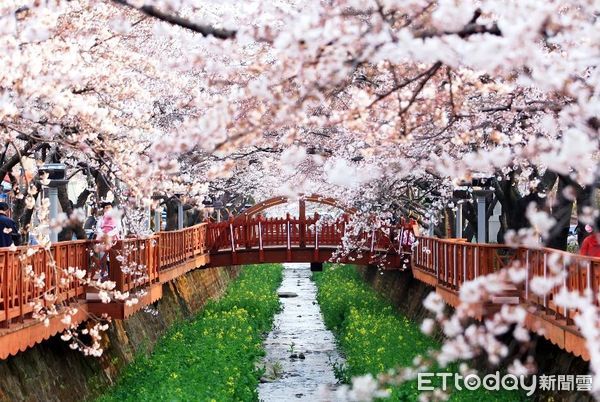 ▲釜山近郊的「鎮海櫻花」是韓國必訪賞櫻景點。（圖／雄獅旅遊提供）