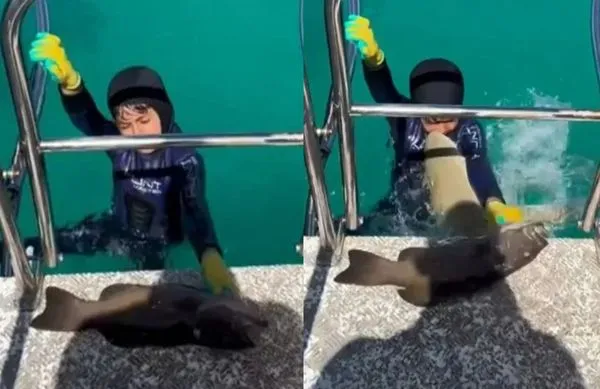 8歲男童正準備上船　突然衝出鯊魚「緊咬住胸口」驚險畫面曝光。（圖／翻攝自TikTok）