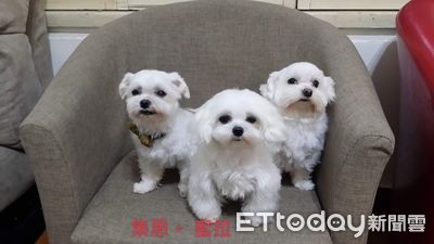 心臟病毛孩不能停藥!媽做錯決定判自己「心牢」 不願原諒自己