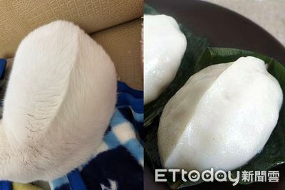 貓背影好眼熟!媽看半天笑噴「是客家菜包」 滿滿餡料照萌翻千人