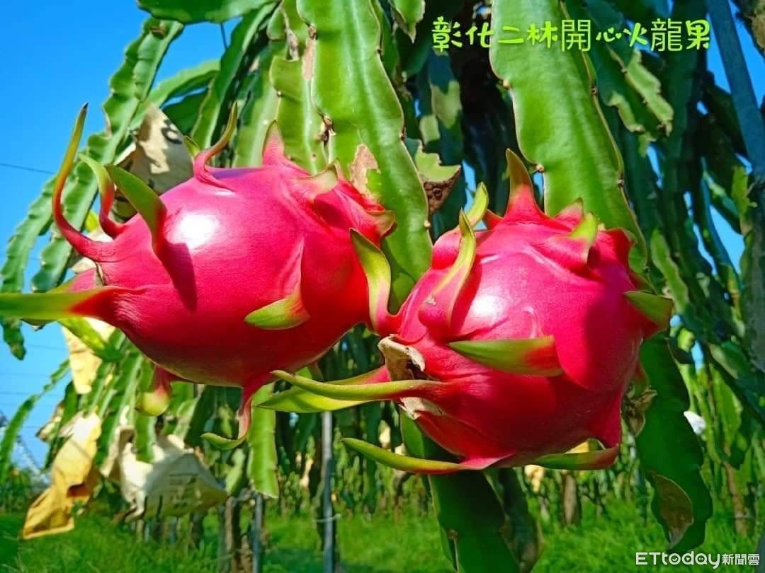 食農好好玩/彰化二林「開心火龍果」有現摘體驗 還能認識生長過程 | ETtoday旅遊雲 | ETtoday新聞雲