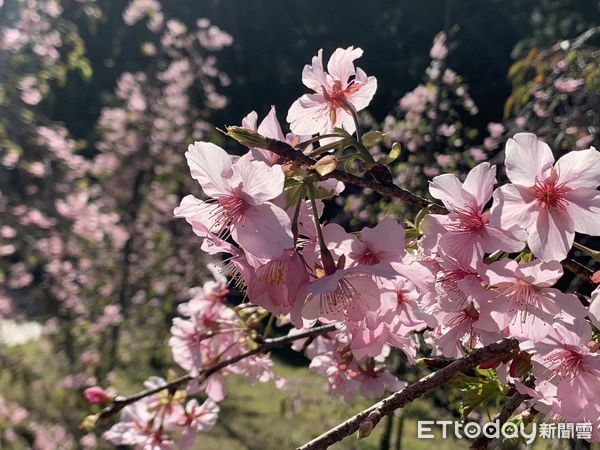 ▲台灣最大賞櫻盛會「九族櫻花祭」將於6日登場，圖為枝垂櫻100%盛開的花況。（圖／九族文化村提供）