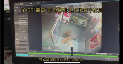 愛犬溜出家門遭「狠砍18刀亡」 鄰居辯:寧打死也不能讓狗傷害我