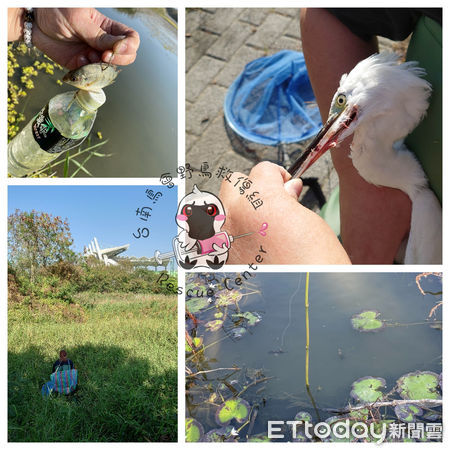 ▲台南鳥會野鳥救傷組搶救被抓魚陷阱的魚鉤勾住嘴喙無法掙脫的小白鷺，鳥下嘴喙因之前的掙扎扯開一道大口子，目前緊急安置醫療中。（圖／台南鳥會野鳥救傷組提供）