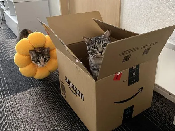 日本一名貓奴曬出自家虎斑貓萌照，笑稱是「從亞馬遜收到的可愛包裹」。（翻攝推特@totomaru_hanmi）