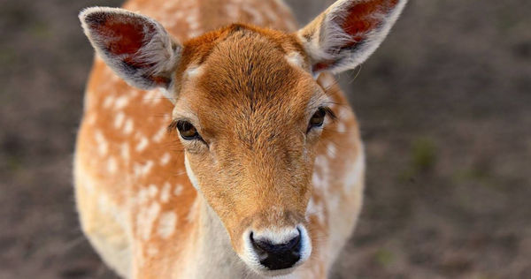 一隻花鹿受傷被送往當地動物園，沒想到卻意外揭發動物園可怕行徑。（示意圖／翻攝自pixabay）
