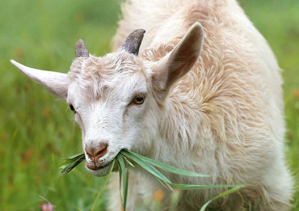 動物園內有四隻侏儒山羊，竟然被員工跟園長吃下肚。（示意圖／翻攝自pixabay）