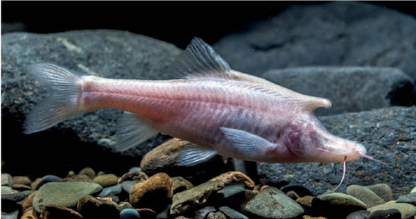 長著「獨角」的盲魚新物種「長角金線䰾」。（圖／翻攝自微博）