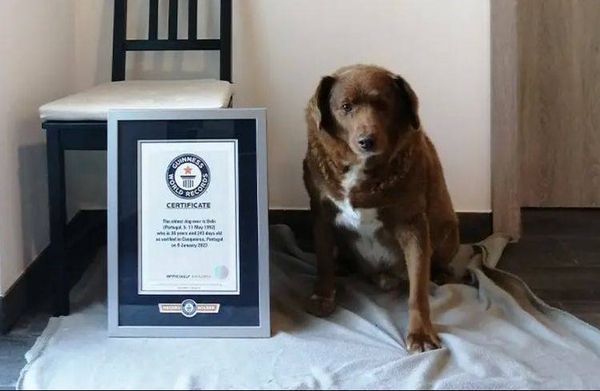 ▲▼ 波比獲金氏世界紀錄認證為目前在世最老的狗狗。（圖／翻攝金氏世界紀錄官網）