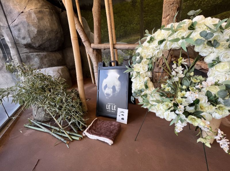 台灣|租滿20年即將返中 美動物園宣布:大熊貓「樂樂」睡夢中離世 | ETtoday大陸新聞 | ETtoday新聞雲