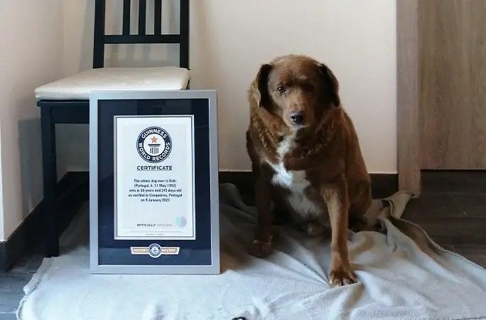 ▲▼世界上現存最長壽的狗狗。（圖／翻攝自Guinness World Records官網、Facebook／Guinness World Records）
