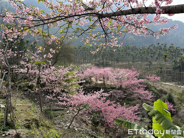 ▲草嶺地區、青山坪農場櫻花爆開，美不勝收。（圖／記者蔡佩旻攝）