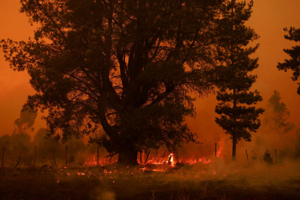 ▲▼智利受夏季熱浪侵襲，4日起傳出森林大火。（圖／路透）
