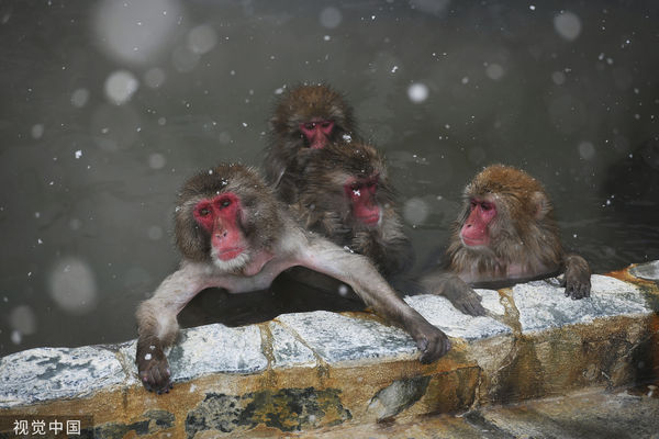 ▲▼日本獼猴在北海道函館享受雪中溫泉。（圖／CFP）
