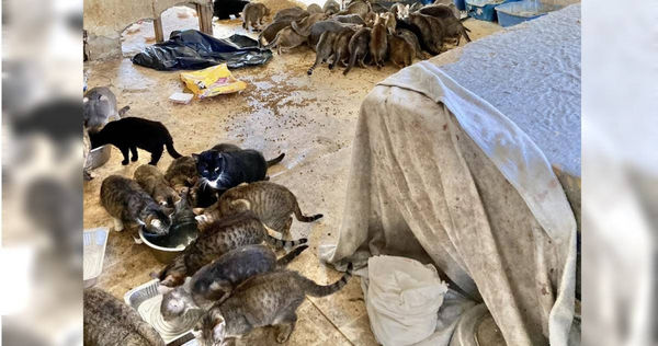 美國警方在一間房子內方現一對男女的屍體，還有150隻貓。（圖／翻攝自SPCA Westchester臉書）