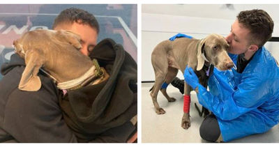 2歲愛犬罹病!醫藥費達72萬 寵狗爸住車上陪伴:賣房也要救一命