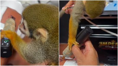 委內瑞拉網紅挑戰「讓猴子刺青」　牠手碰工具開刺！30分鐘大腿完工