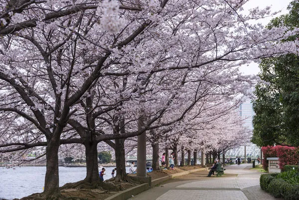 ▲▼東京隅田川櫻花，東京賞櫻，東京旅遊，日本旅遊。（圖／東京觀光事務所台灣辦事處提供）