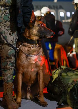 ▲▼墨西哥搜救犬曾救出無數生命　16隻「守護英雄」遠赴土耳其救災。（圖／翻攝自推特＠m_ebrard）