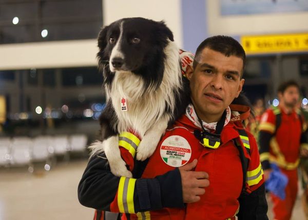 ▲▼墨西哥16隻搜救犬前往土耳其。（圖／翻攝自推特／Marcelo Ebrard C.）
