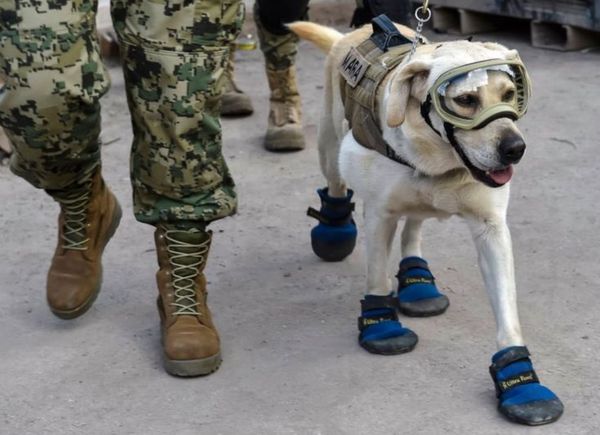 ▲▼搜救犬弗烈達（Frida）曾在2017年墨西哥大地震中，挽救12條生命並找到40具遺體，但牠已於2022年病逝。（圖／翻攝自推特）