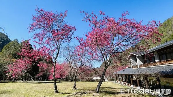 ▲奧萬大春櫻傳情活動將於11、12日登場。（圖／南投林區管理處提供，下同）