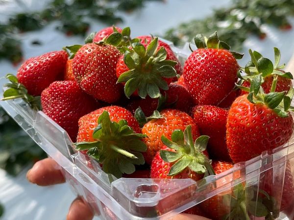 ▲草莓採果趣及手作樂,內湖21家草莓園。（圖／北市產發局提供）
