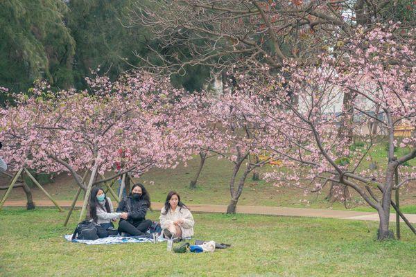 ▲新竹公園櫻花季周六開幕，新竹公園櫻花已盛開達八成、左岸櫻花大道總長超過100公尺、約300棵櫻花已陸續盛開。（圖／新竹市城銷處提供）