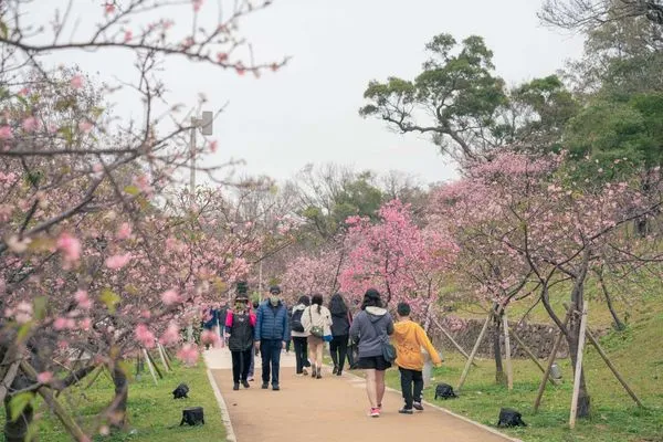 ▲新竹公園櫻花季周六開幕，新竹公園櫻花已盛開達八成、左岸櫻花大道總長超過100公尺、約300棵櫻花已陸續盛開。（圖／新竹市城銷處提供）