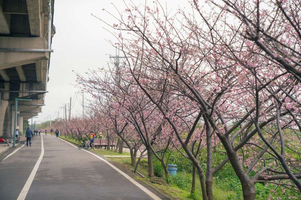 ▲新竹公園櫻花季周六開幕，新竹公園櫻花已盛開達八成、左岸櫻花大道總長超過100公尺、約300棵櫻花已陸續盛開。（圖／新竹市城銷處提供）