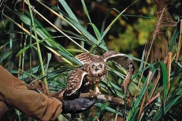 短耳鴞是2級保育類動物，平常棲息在平原草地，卻有業者為了讓人拍照，將牠囚禁於棚中。（動社提供）