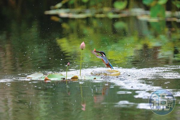 1隻翠鳥俯衝入水吃魚，拍攝者可在定點輕鬆拍到翠鳥捕食畫面。